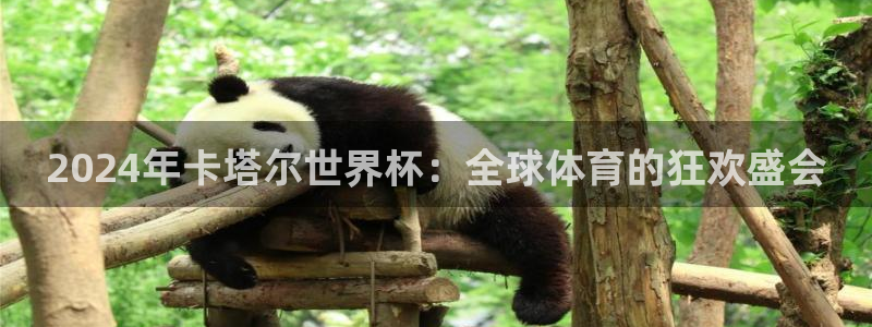 世界杯预选赛欧洲：2024年卡塔尔世界杯：全球体育的狂欢盛会